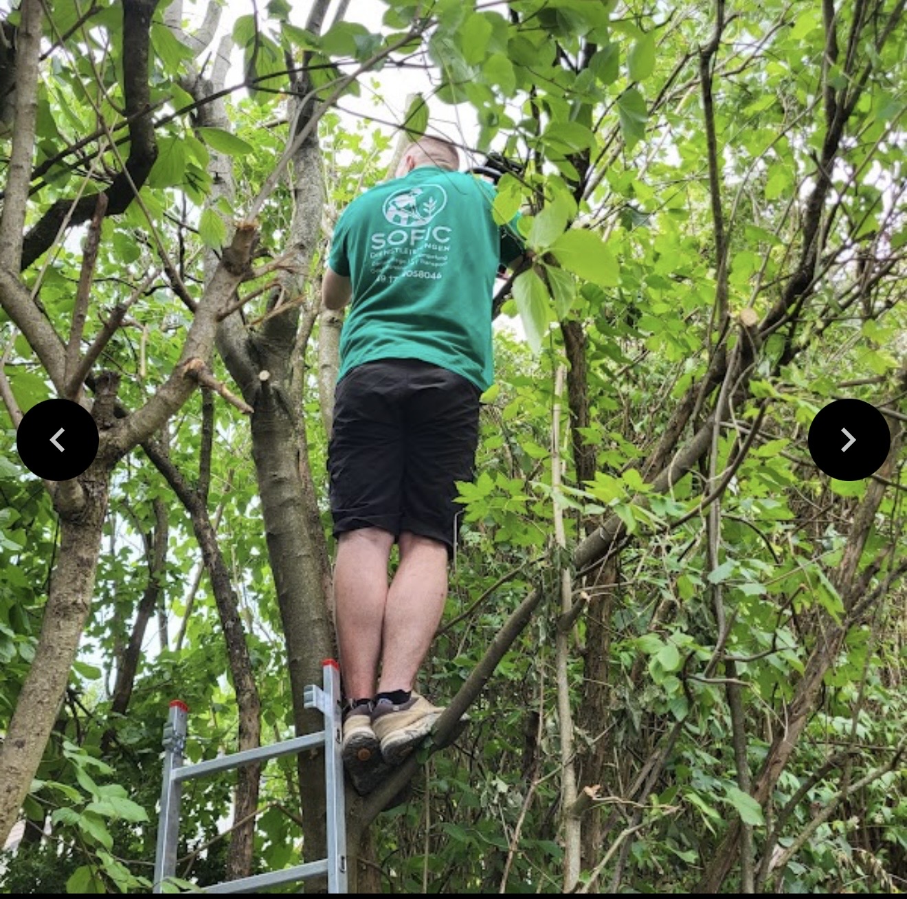 Mitarbeiter beim Rückschnitt eines Baumes
