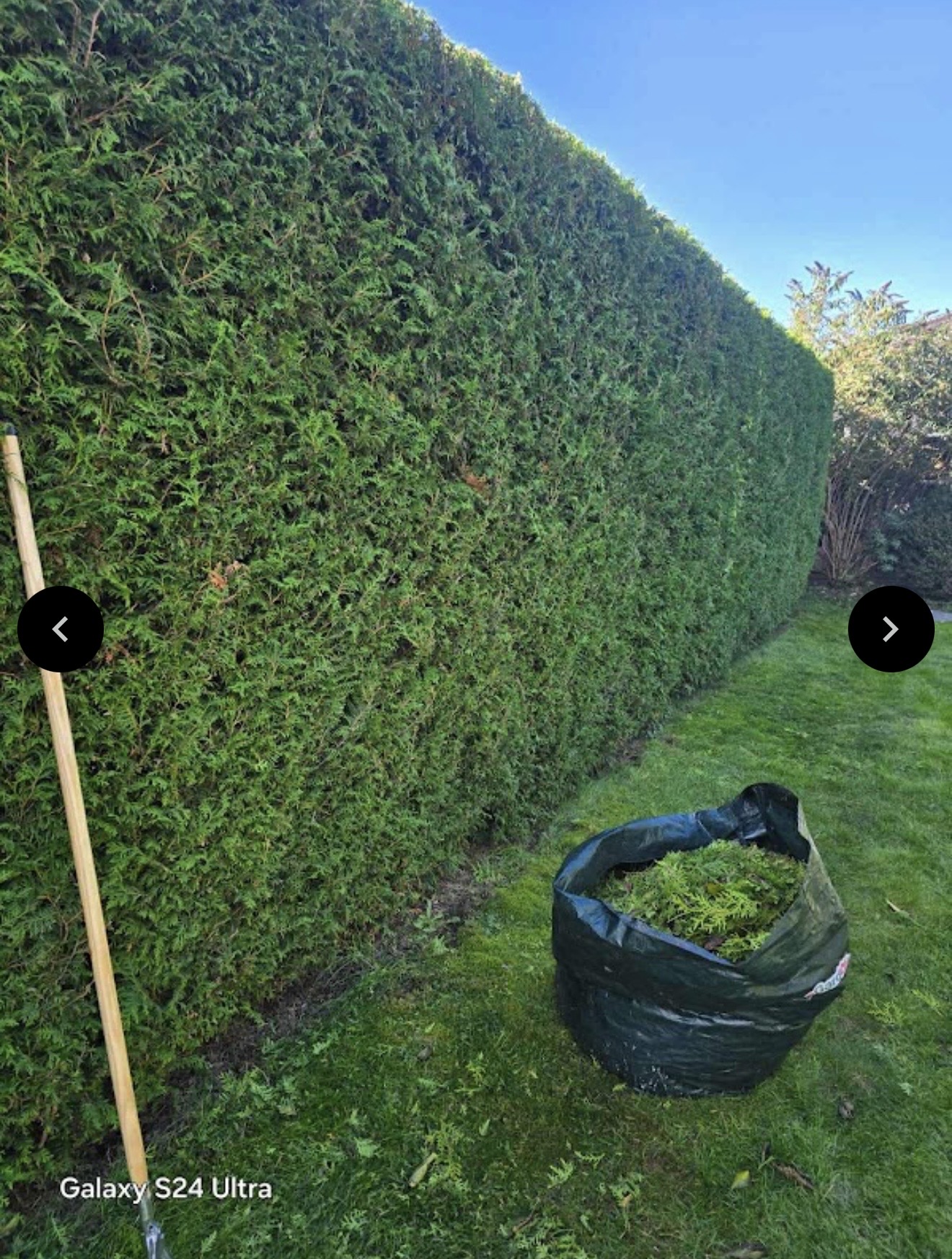 Gepflegte Hecke nach dem gleichmäßigen Rückschnitt