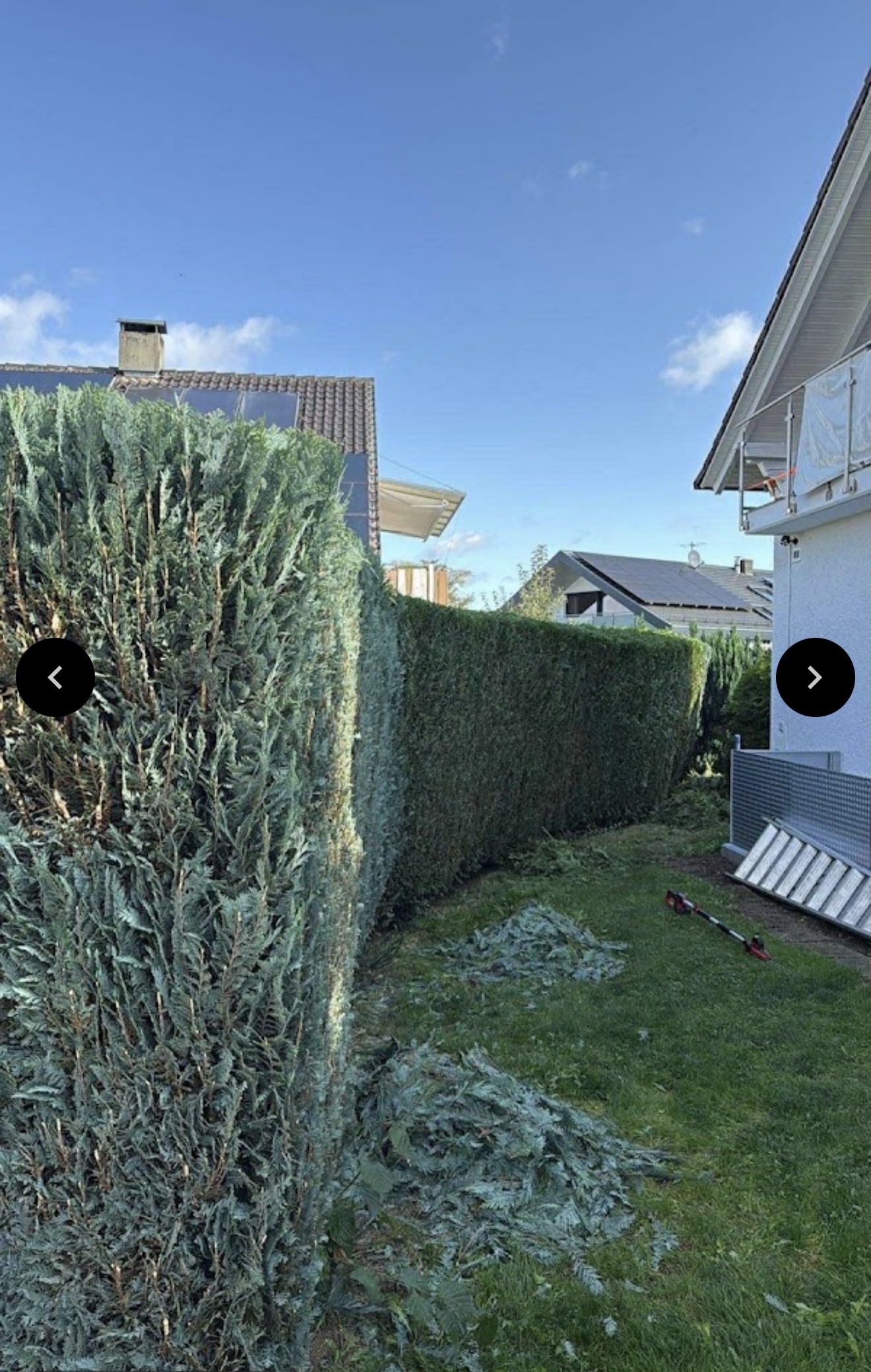 Hohe Hecke vor dem Rückschnitt