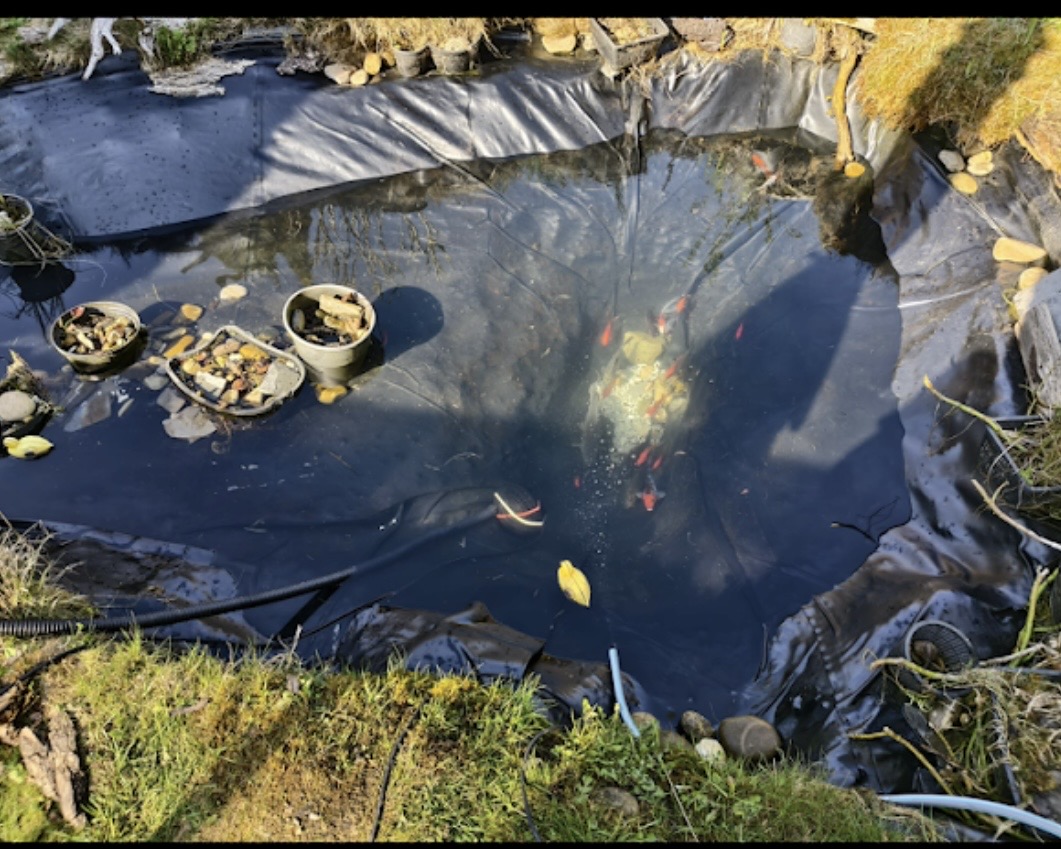 Gartenteich nach der Reinigung mit klarem Wasser