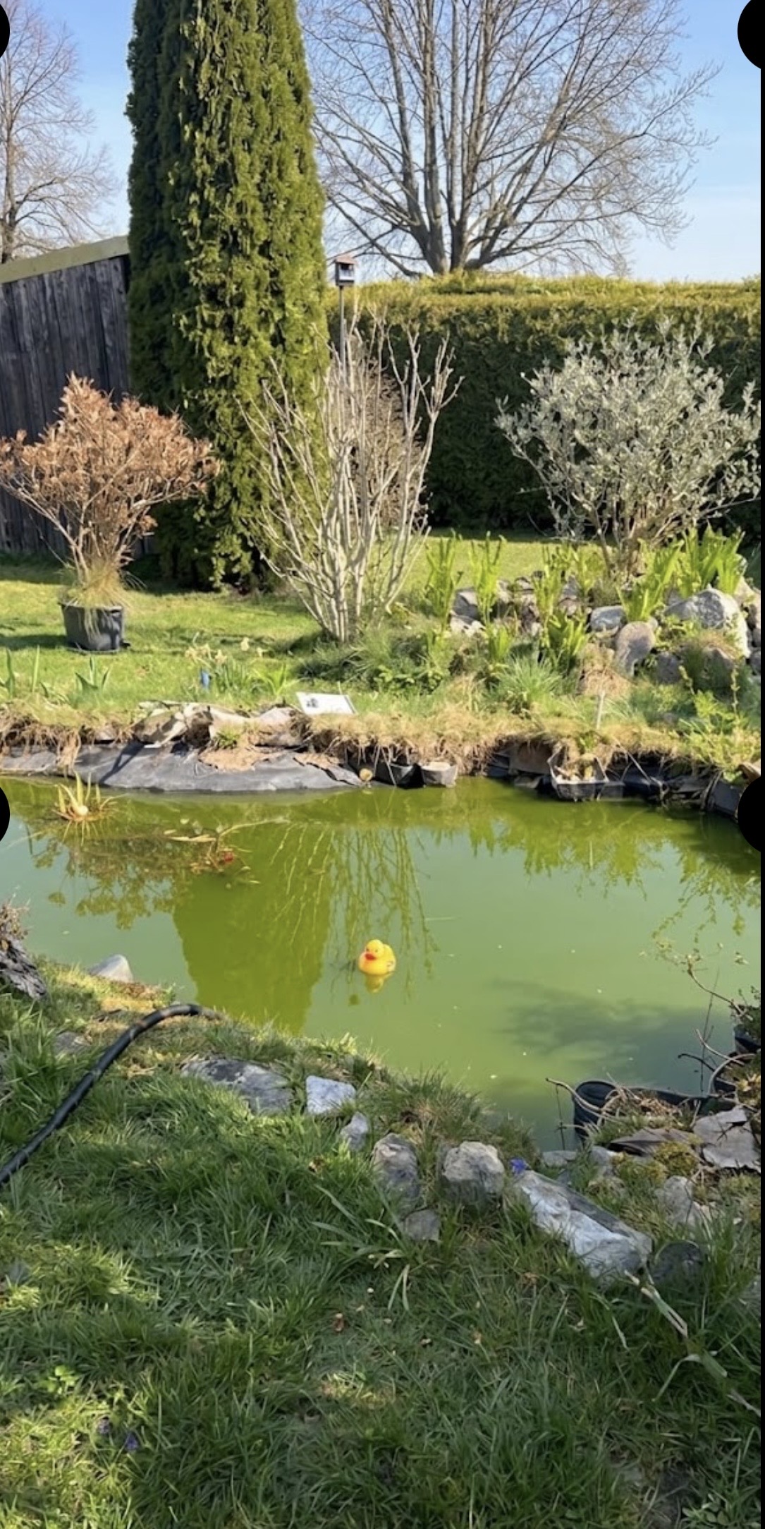 Gartenteich vor der Reinigung mit grünem Wasser